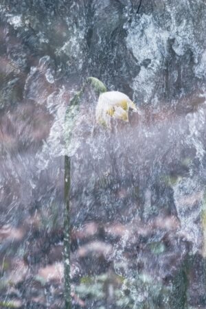 Tirage d'art - photo nature - Cascade fleurie